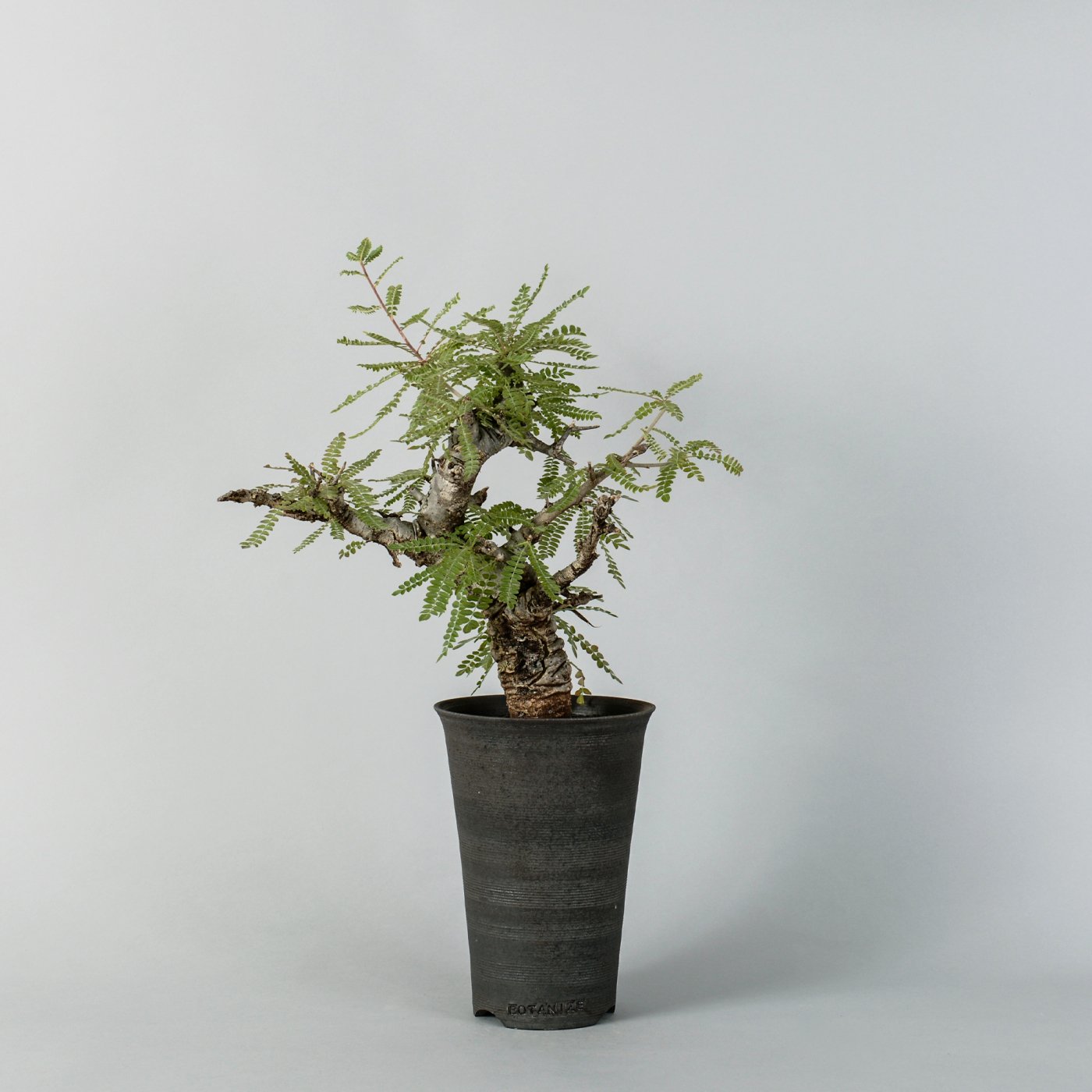 Boswellia neglecta × “GOUJIN”POT