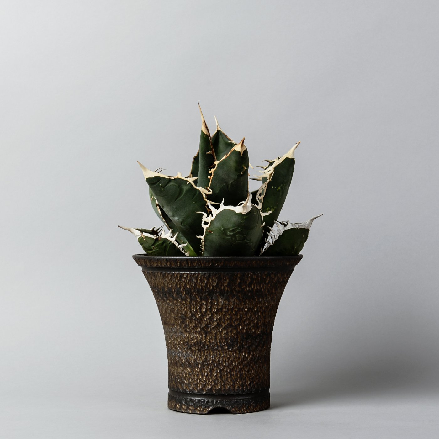 玄関先迄納品 plant Willing 大眼 agave 陶器 グラキリス像 tao yei 