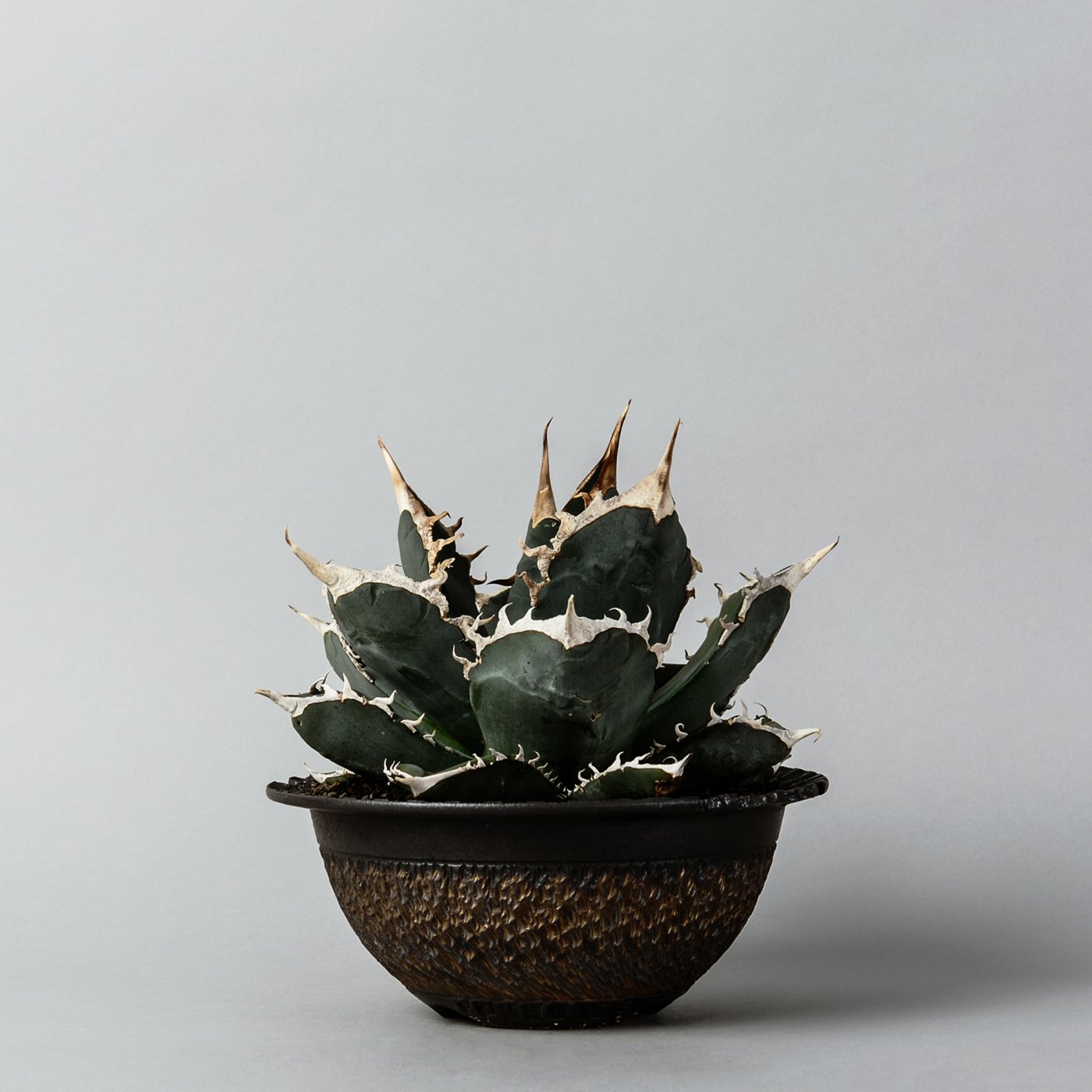 GOUJIN × BOTANIZE pot ゴウジン ボタナイズ 鉢 - 植物/観葉植物