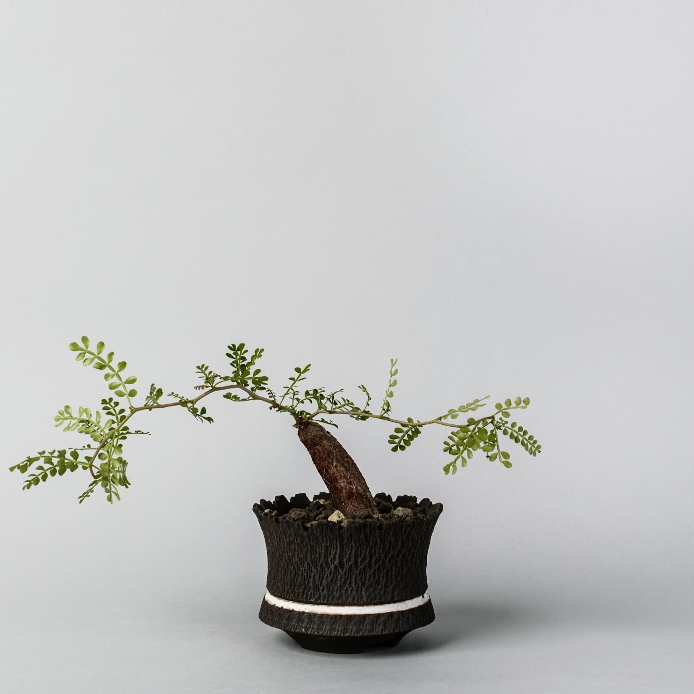 goujin × botanize AK LINE POT-