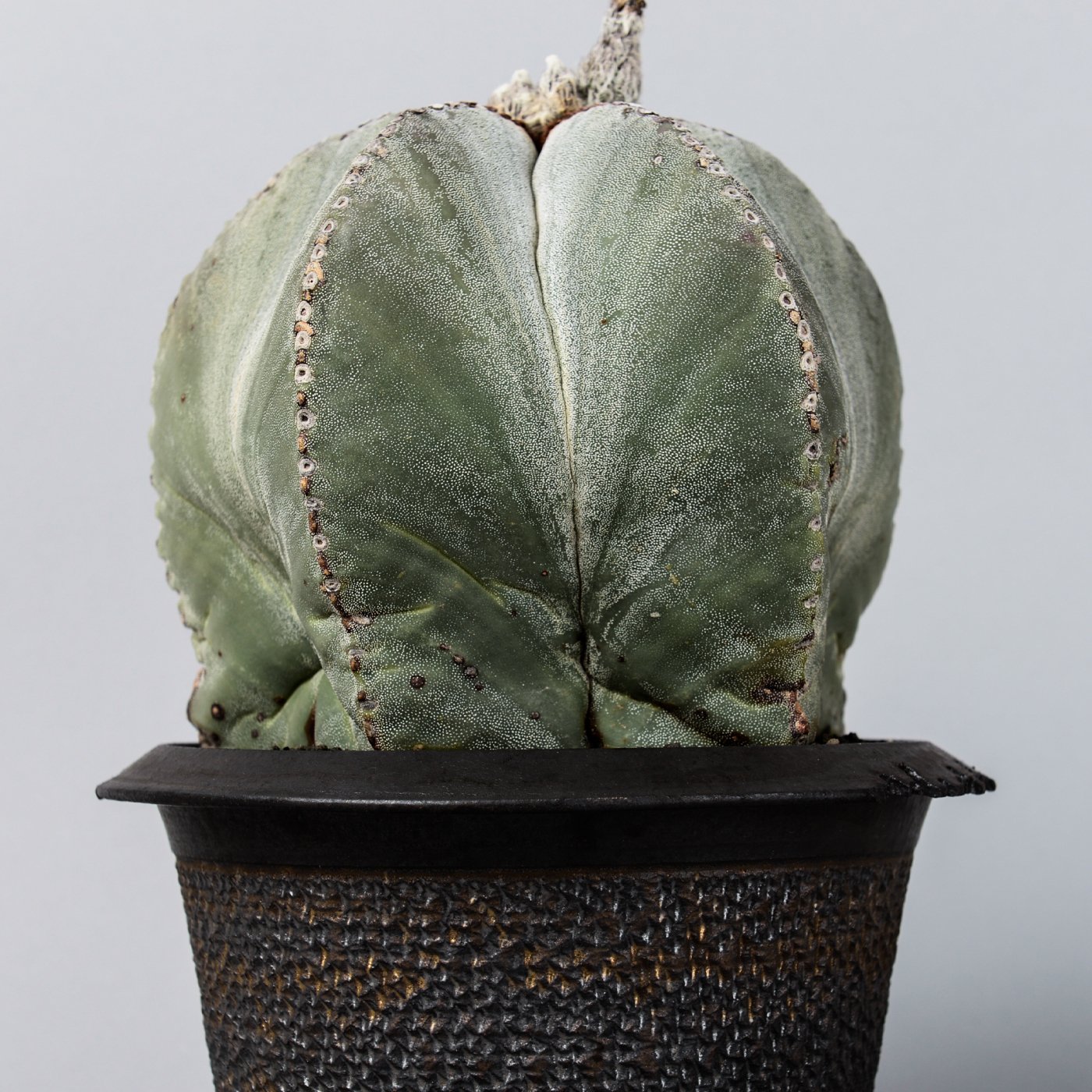 Astrophytum Myriostigma × “GOUJIN”POT - BOTANIZE