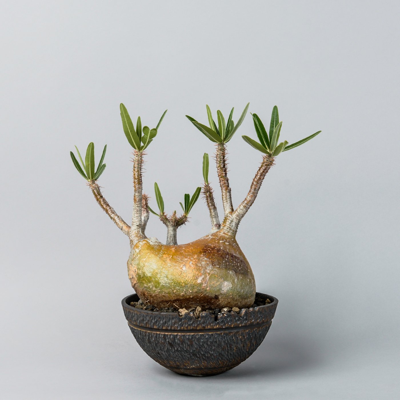 Pachypodium gracilius × “GOUJIN”POT - BOTANIZE