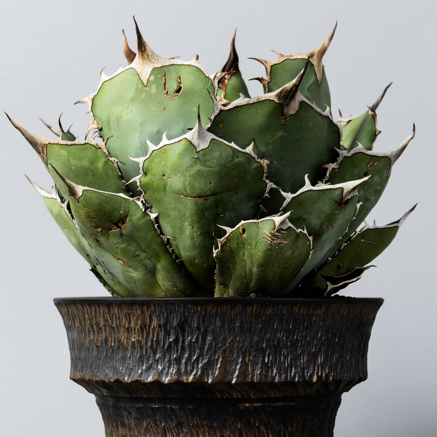 Agave titanota × “GOUJIN”POT - BOTANIZE