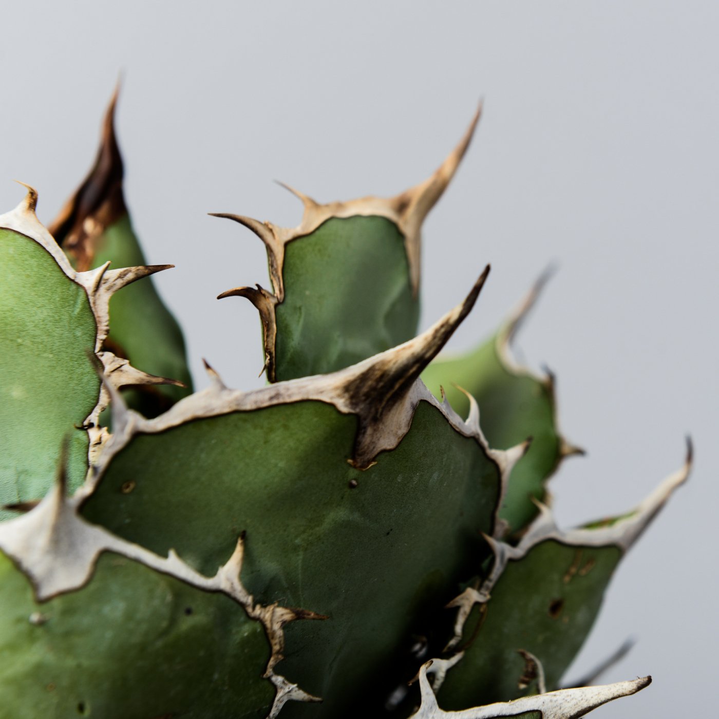 Agave titanota × “GOUJIN”POT - BOTANIZE