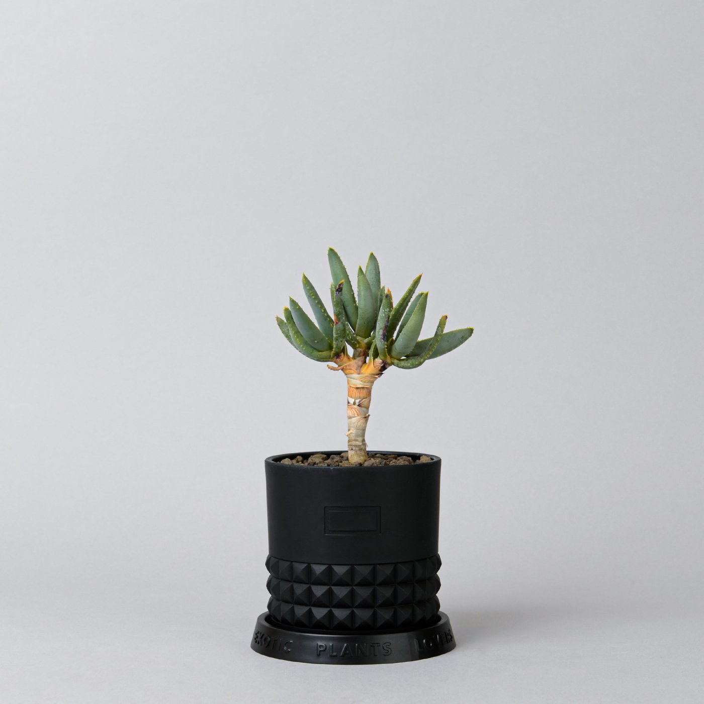 Aloe ramosissima × PLA POT STUDS 