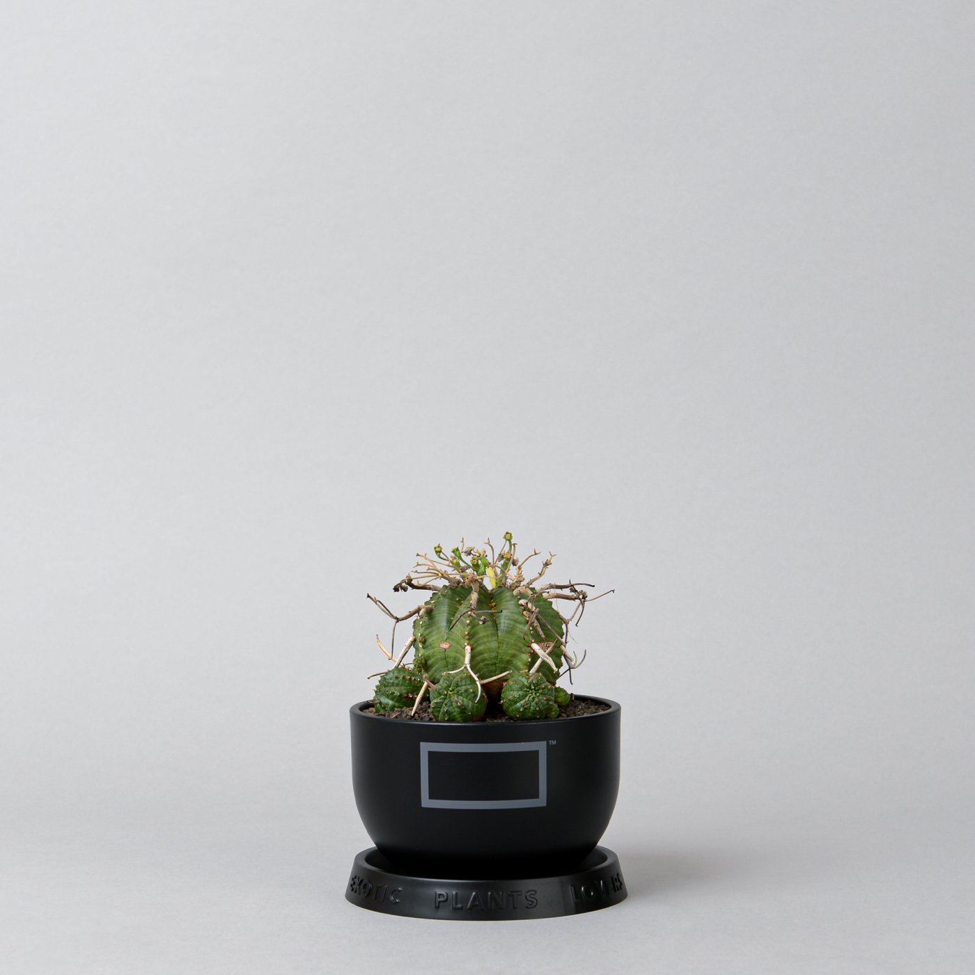 Euphorbia valida × PLA POT 