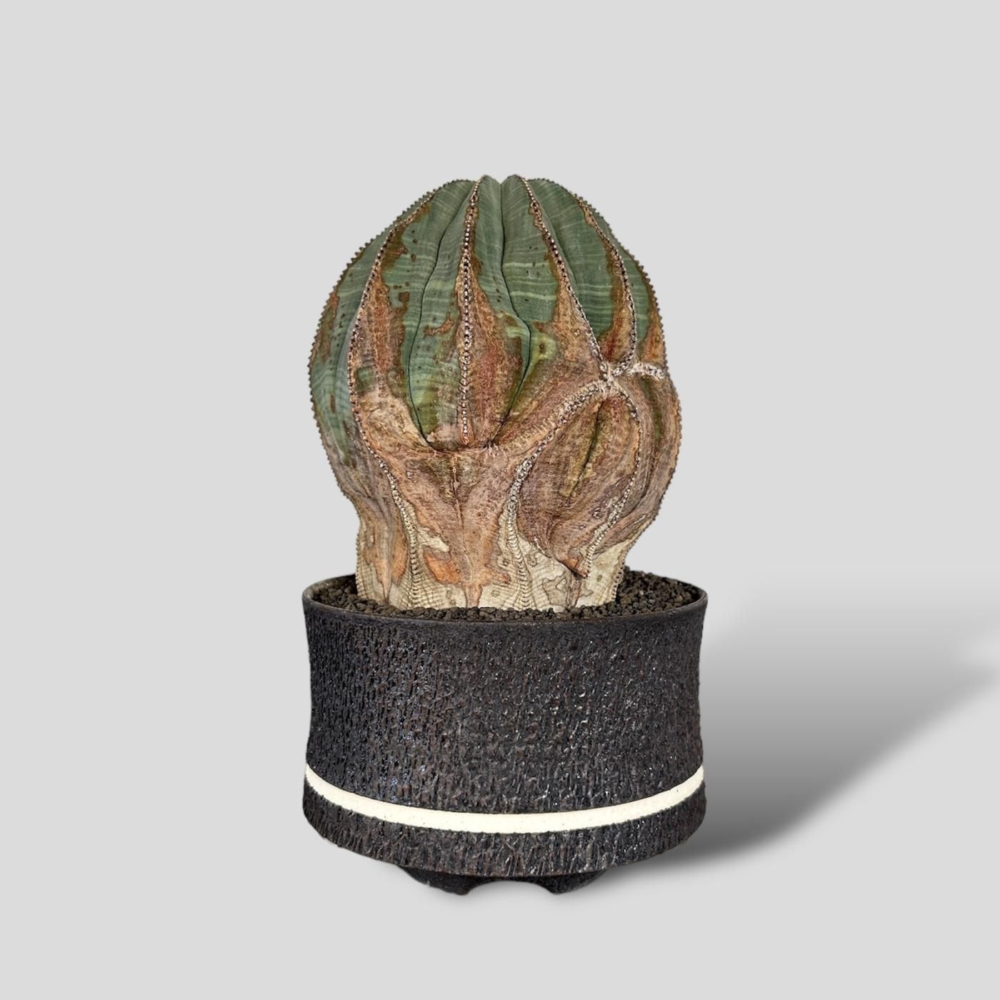 BOTANIZE goujin ak line pot_A 鉢 【公式通販】