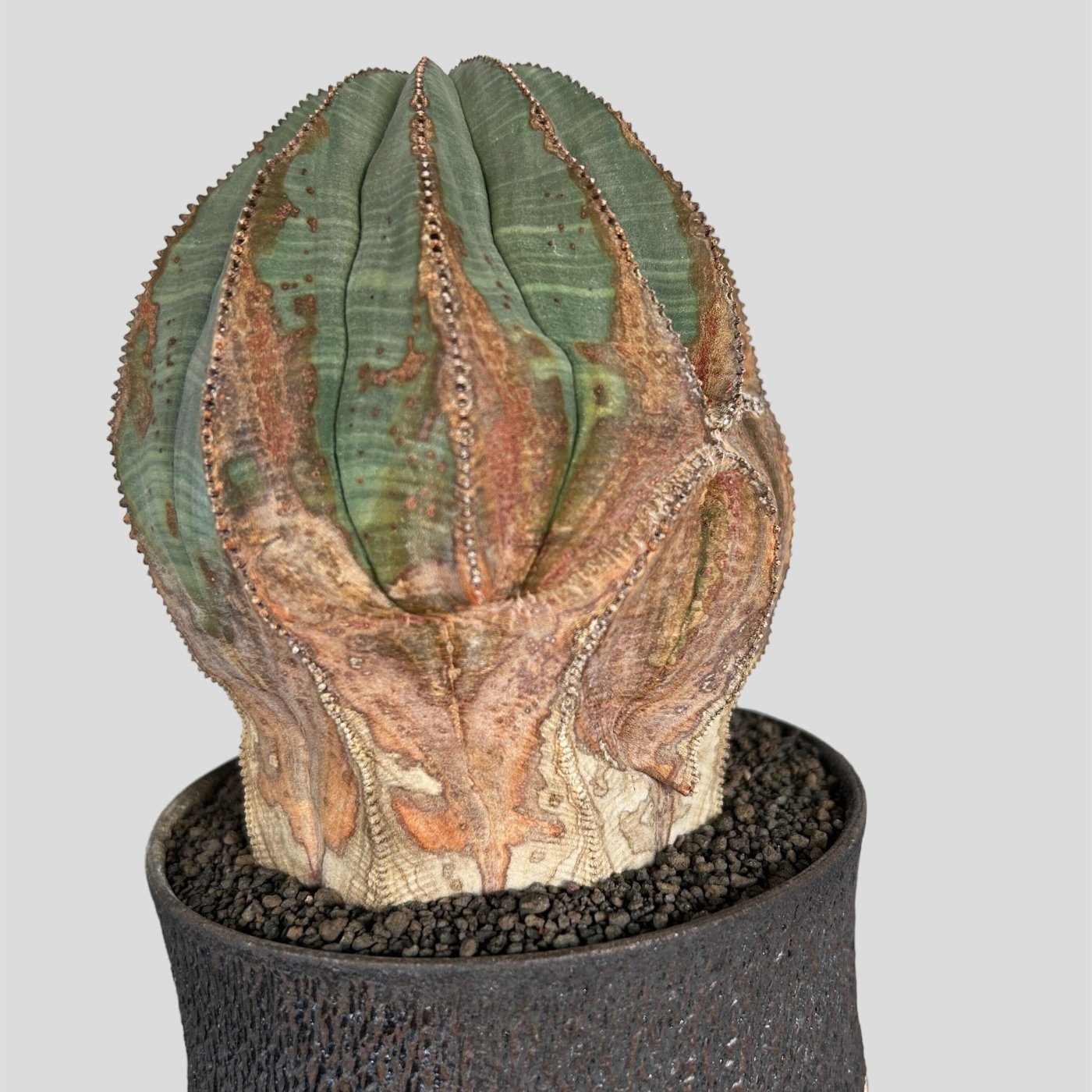 Euphorbia obesa × “GOUJIN”AK LINE - BOTANIZE