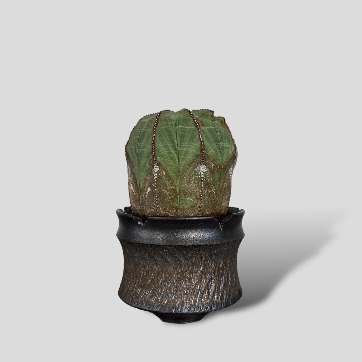 Euphorbia obesa × “GOUJIN” POT