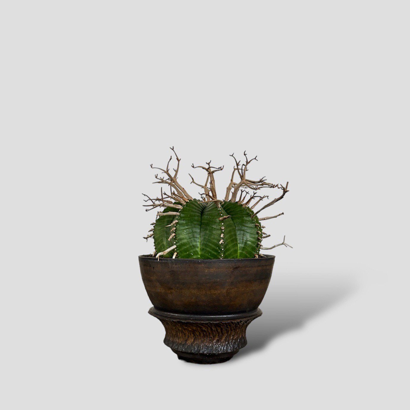 Euphorbia valida × “GOUJIN”POT