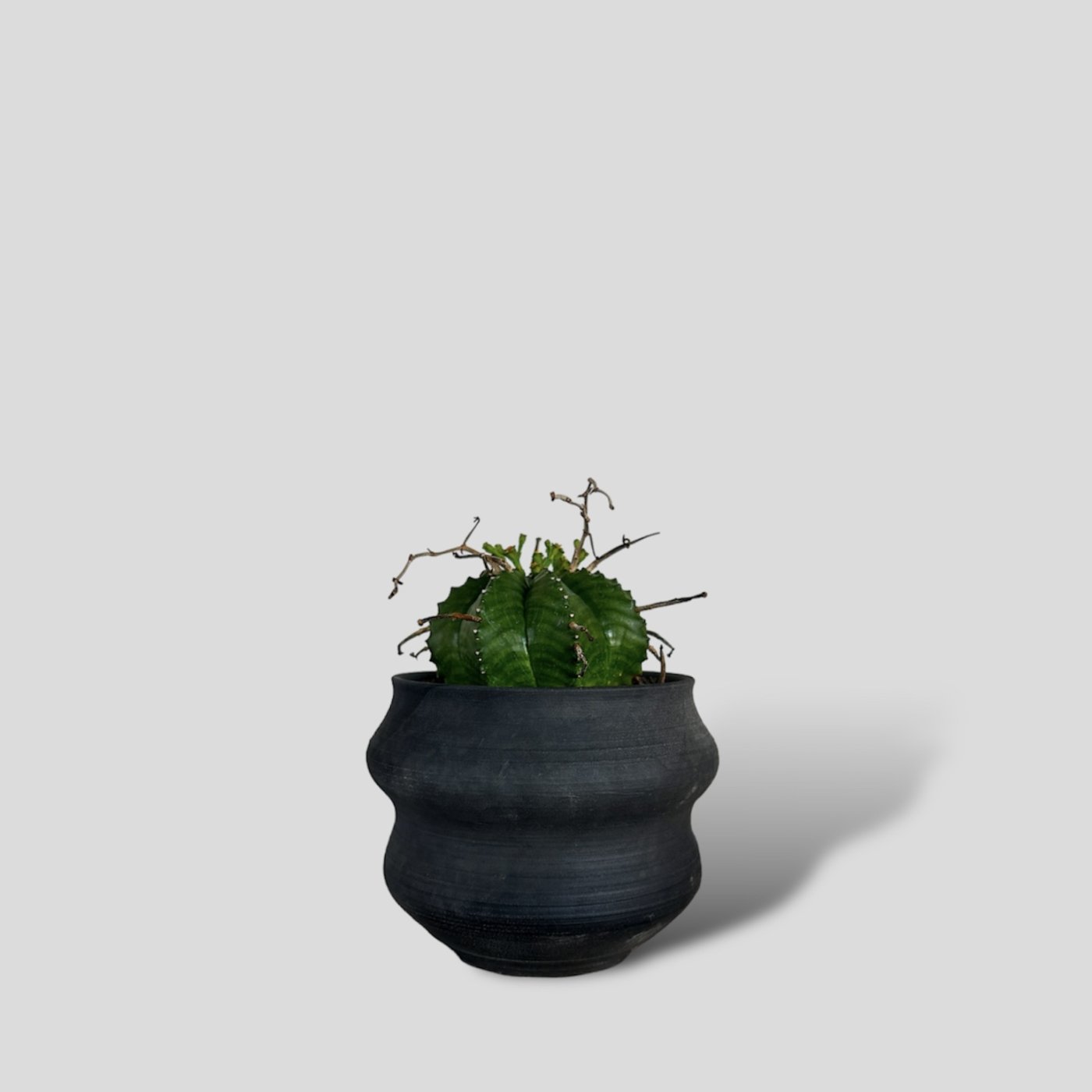 Euphorbia valida × “Dairoku” POT