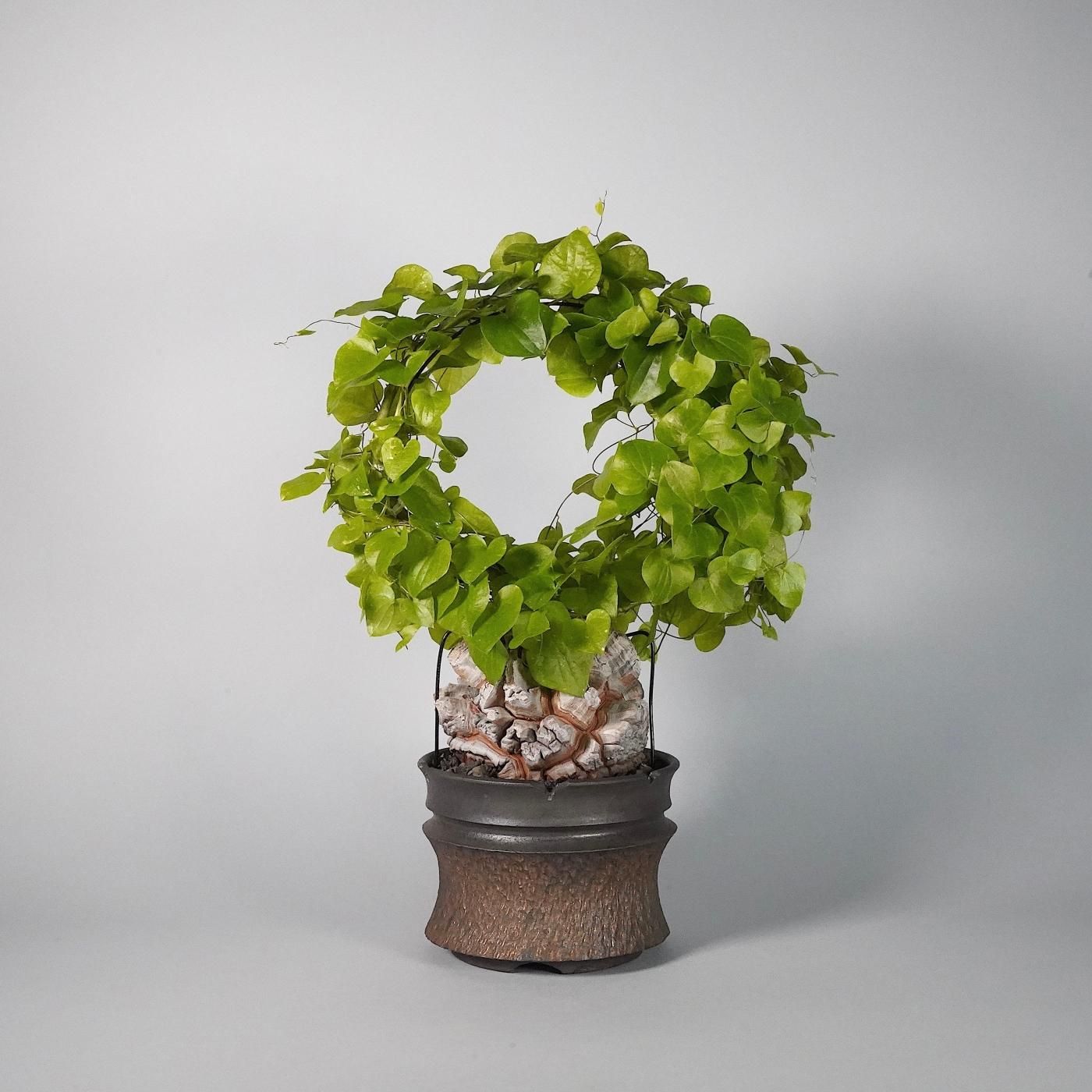 BOTANIZE × goujin 植木鉢 ボタナイズB BOTANIZE × goujin 植木鉢 ボタナイズB