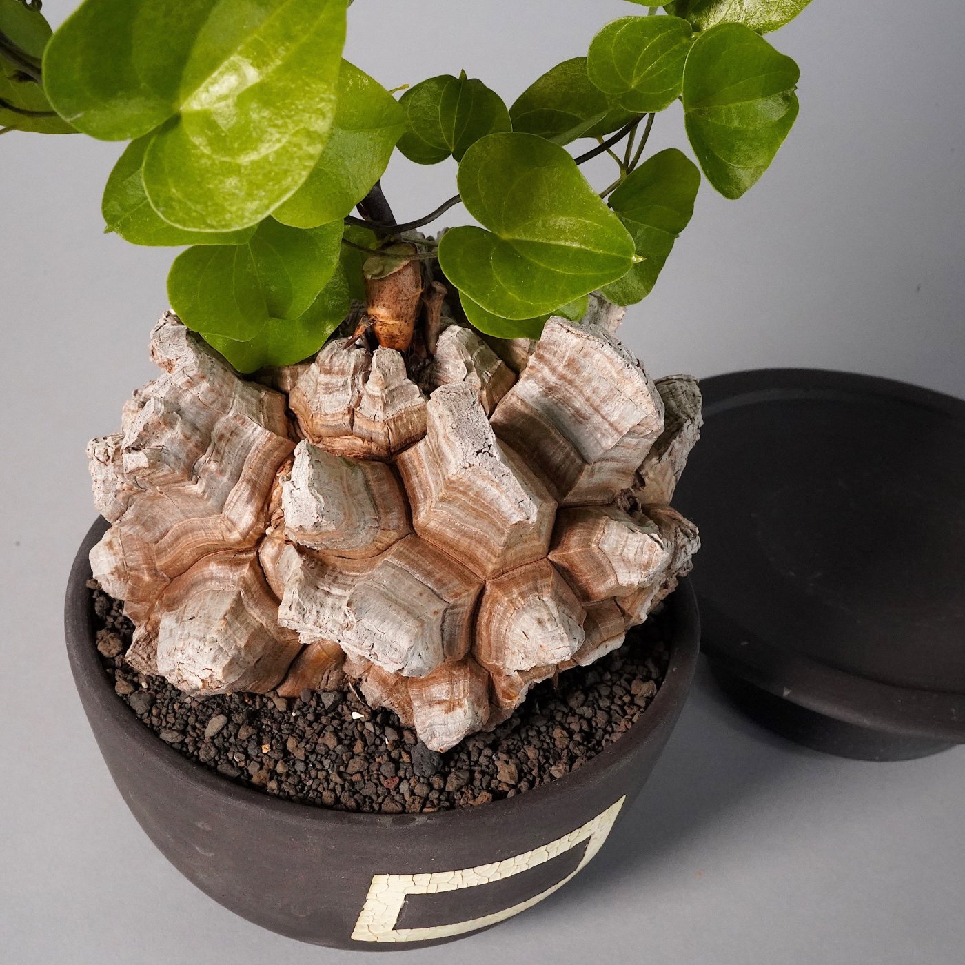 Dioscorea elephantipes × GOUJIN×BOTANIZE SEN bowl type 