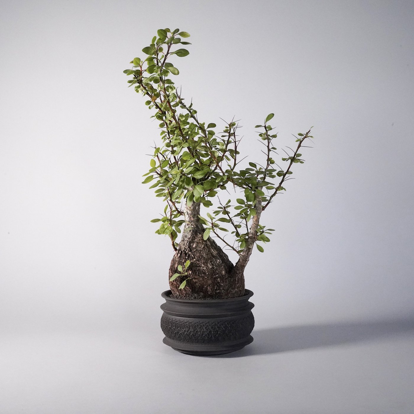 Fouquieria fasciculata × “GOUJIN”POT texture - BOTANIZE