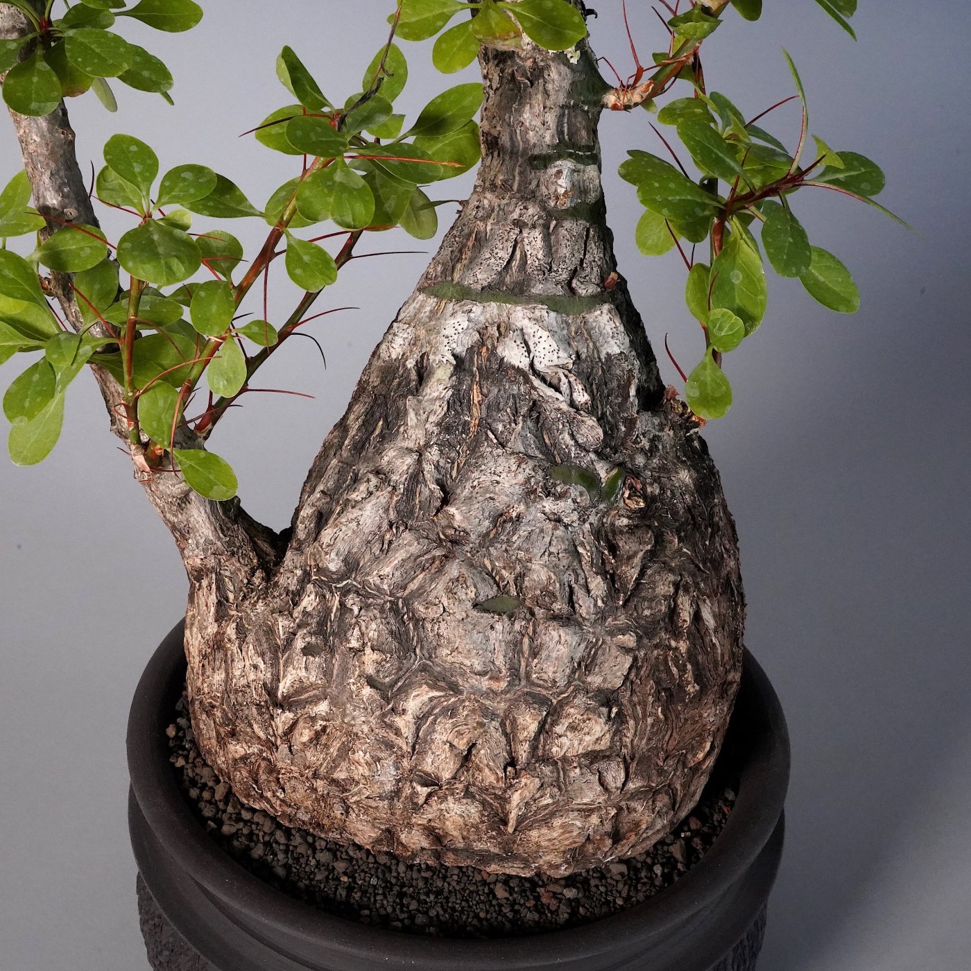 Fouquieria fasciculata × “GOUJIN”POT texture - BOTANIZE