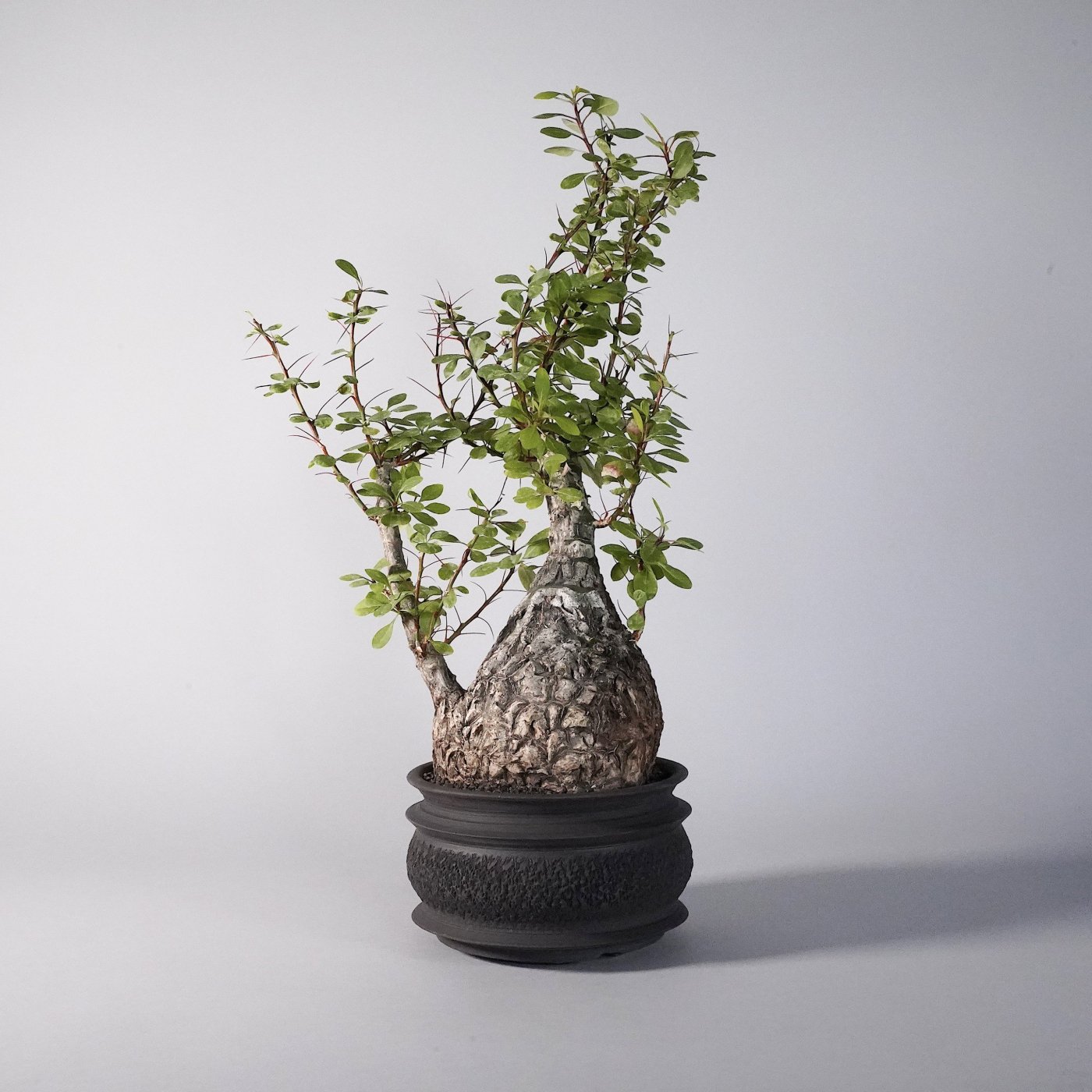   Fouquieria fasciculata × “GOUJIN”POT texture 