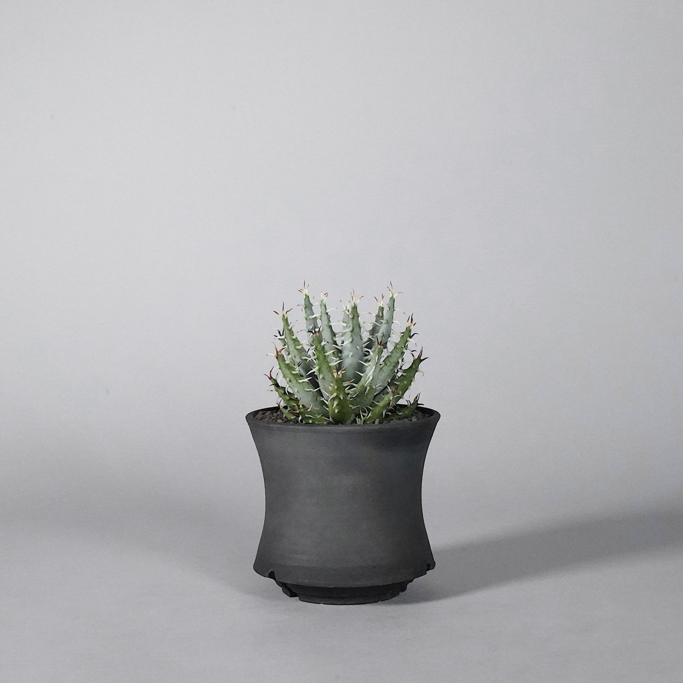   Aloe erinacea × “Dairoku”POT b
