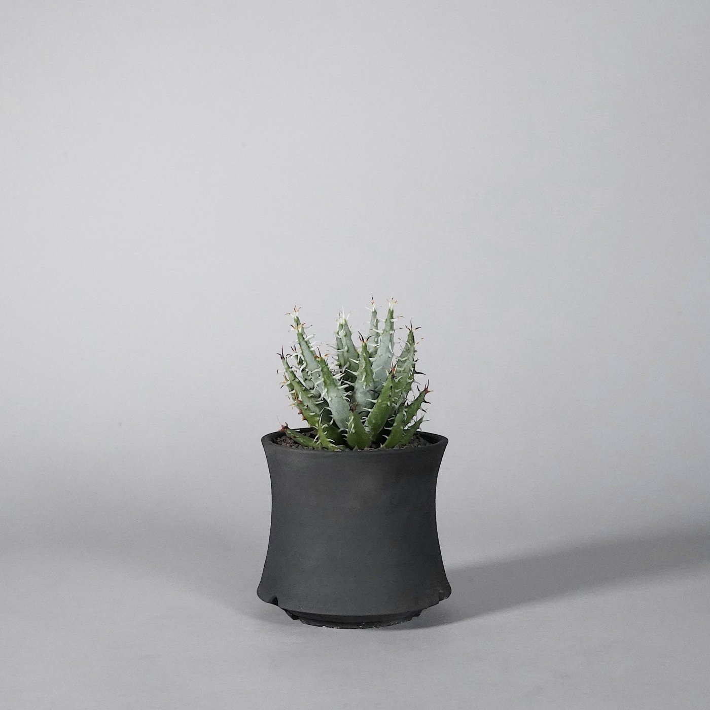  Aloe erinacea × “Dairoku”POT c