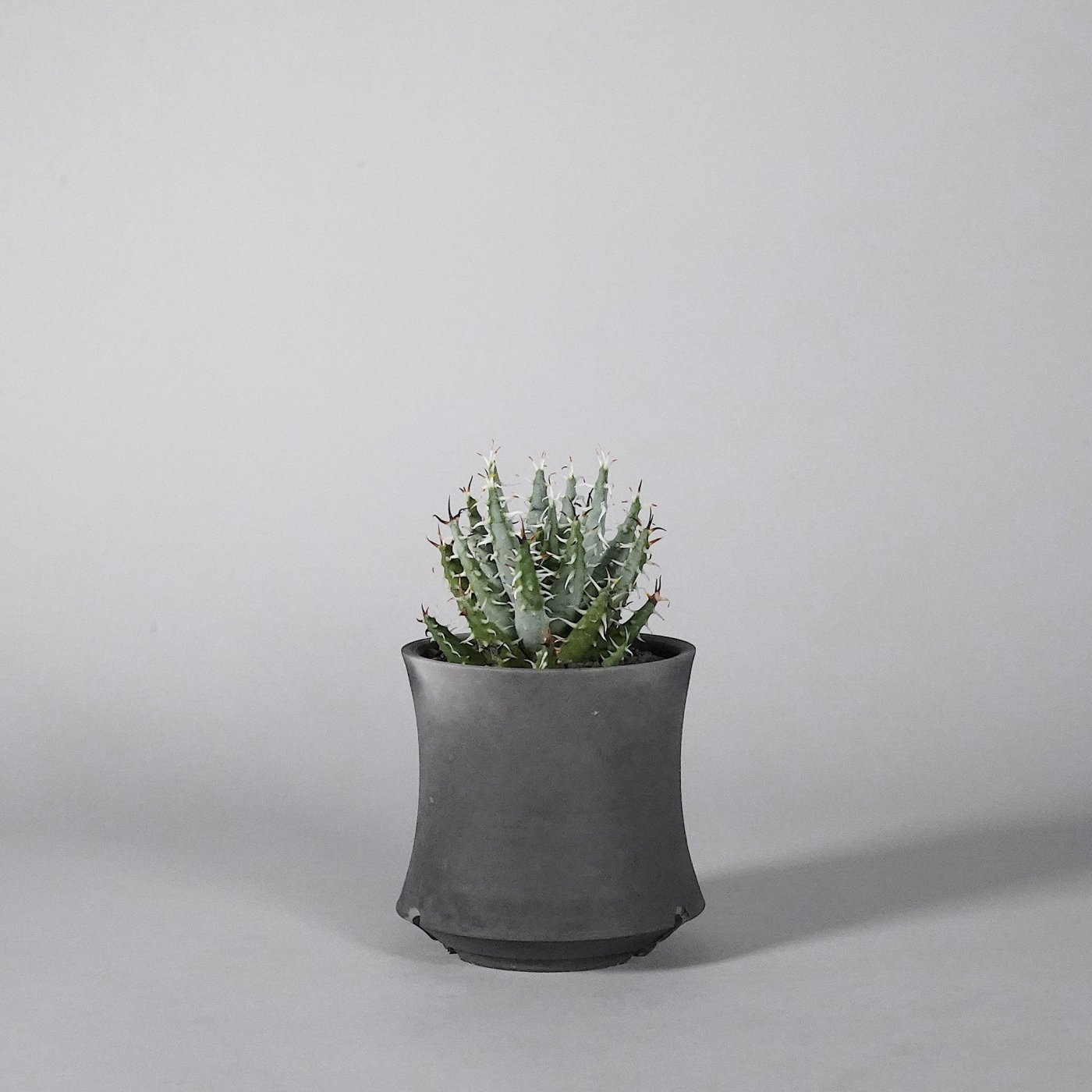  Aloe erinacea × “Dairoku”POT d