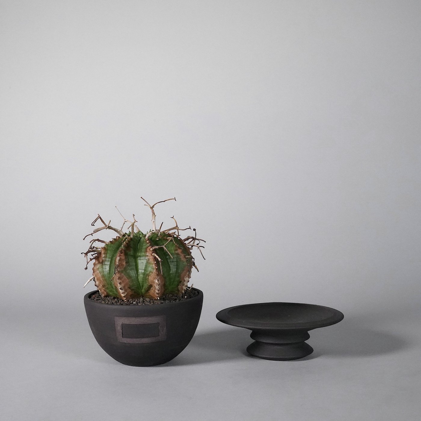 Euphorbia valida × GOUJIN×BOTANIZE SEN bowl type 