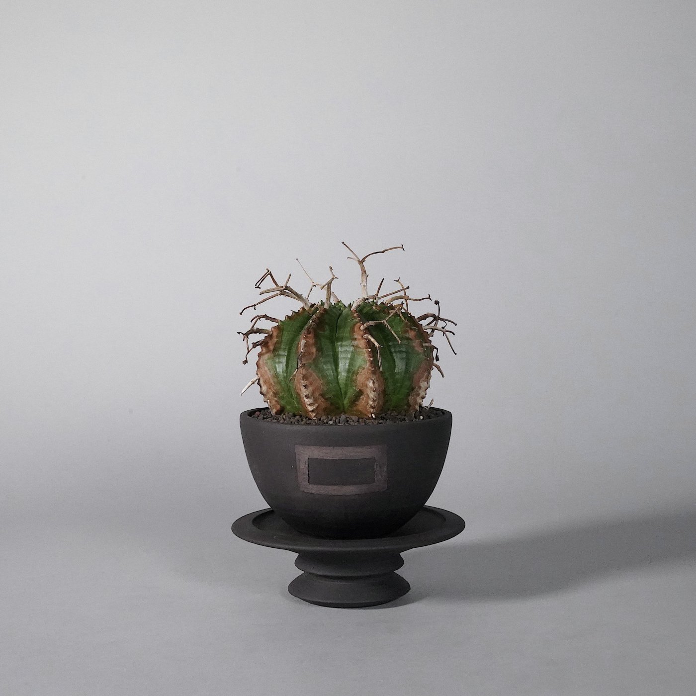   Euphorbia valida  GOUJINBOTANIZE SEN bowl type 