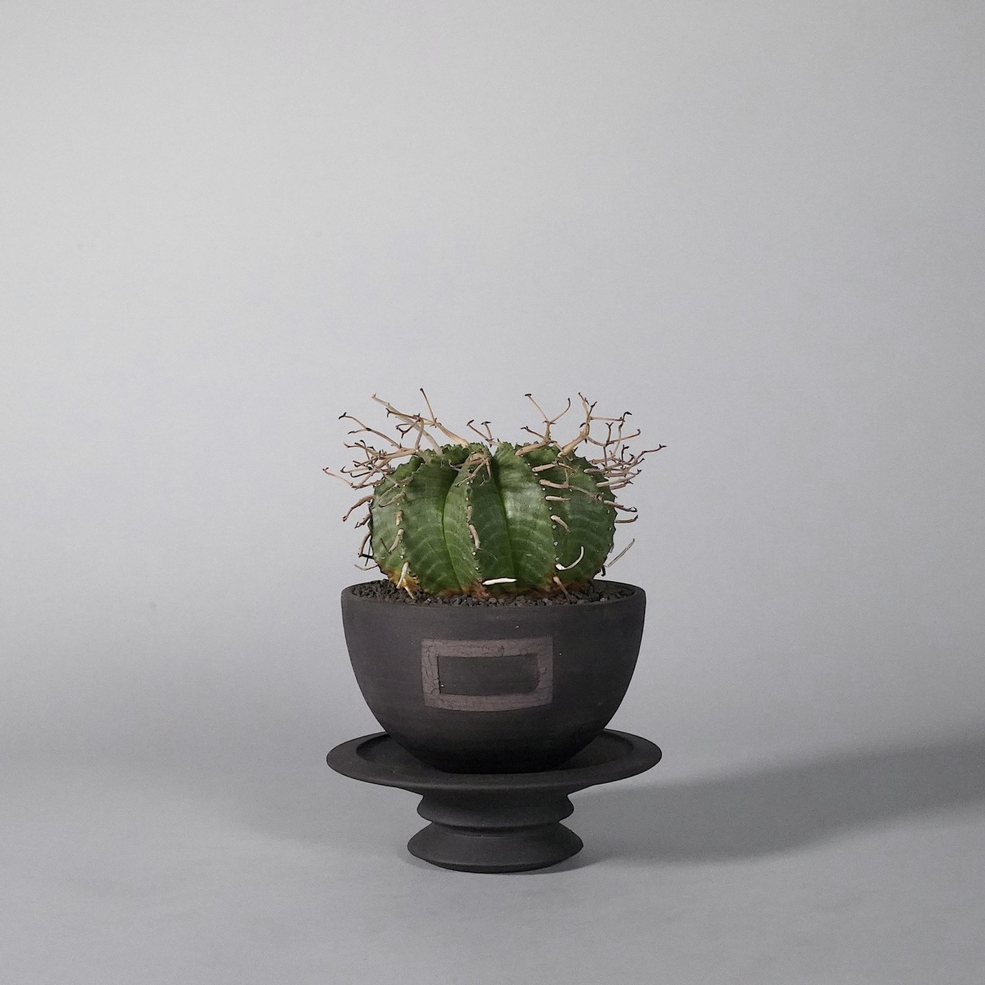   Euphorbia valida × GOUJIN×BOTANIZE SEN bowl type 