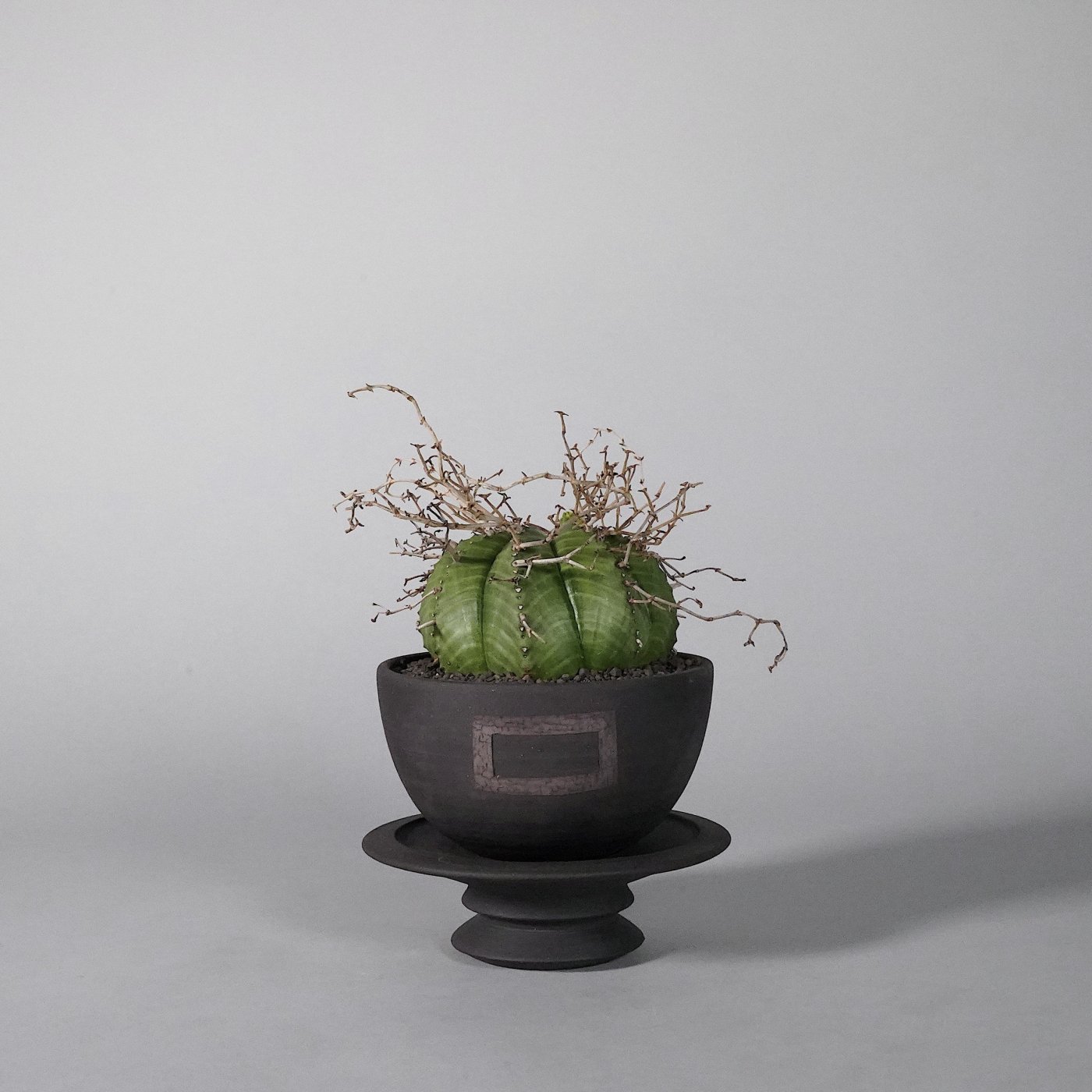   Euphorbia valida × GOUJIN×BOTANIZE SEN bowl type 