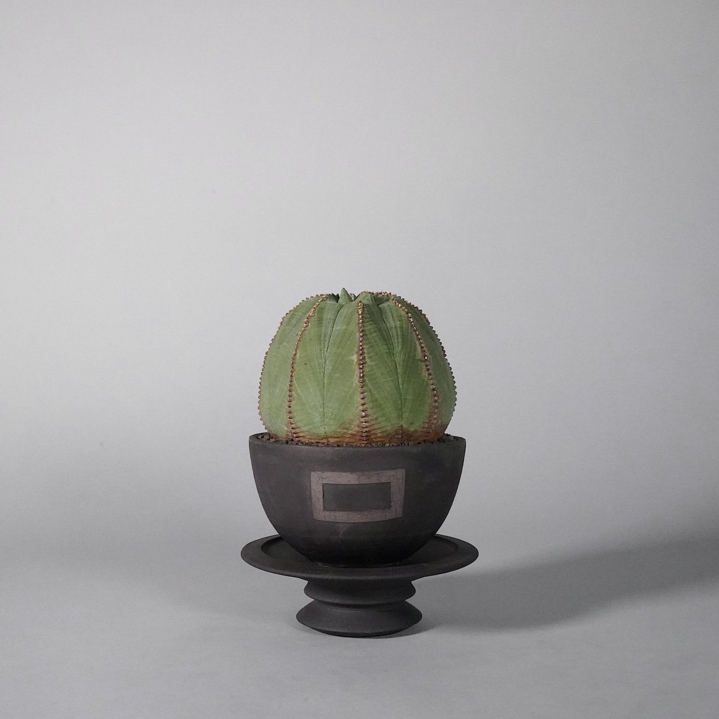   Euphorbia obesa  GOUJINBOTANIZE SEN bowl type 
