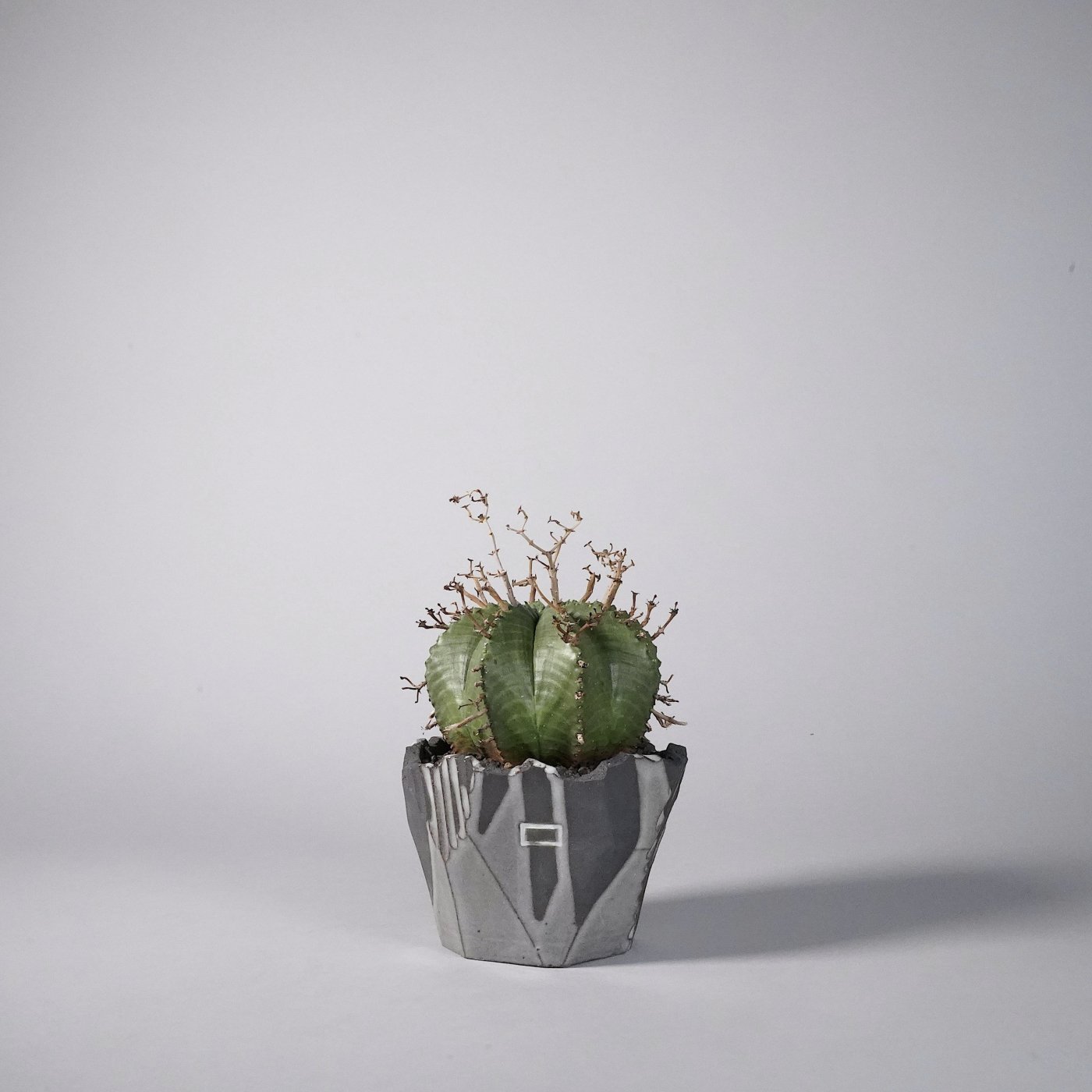 Euphorbia valida × N/OH × BOTANIZE 