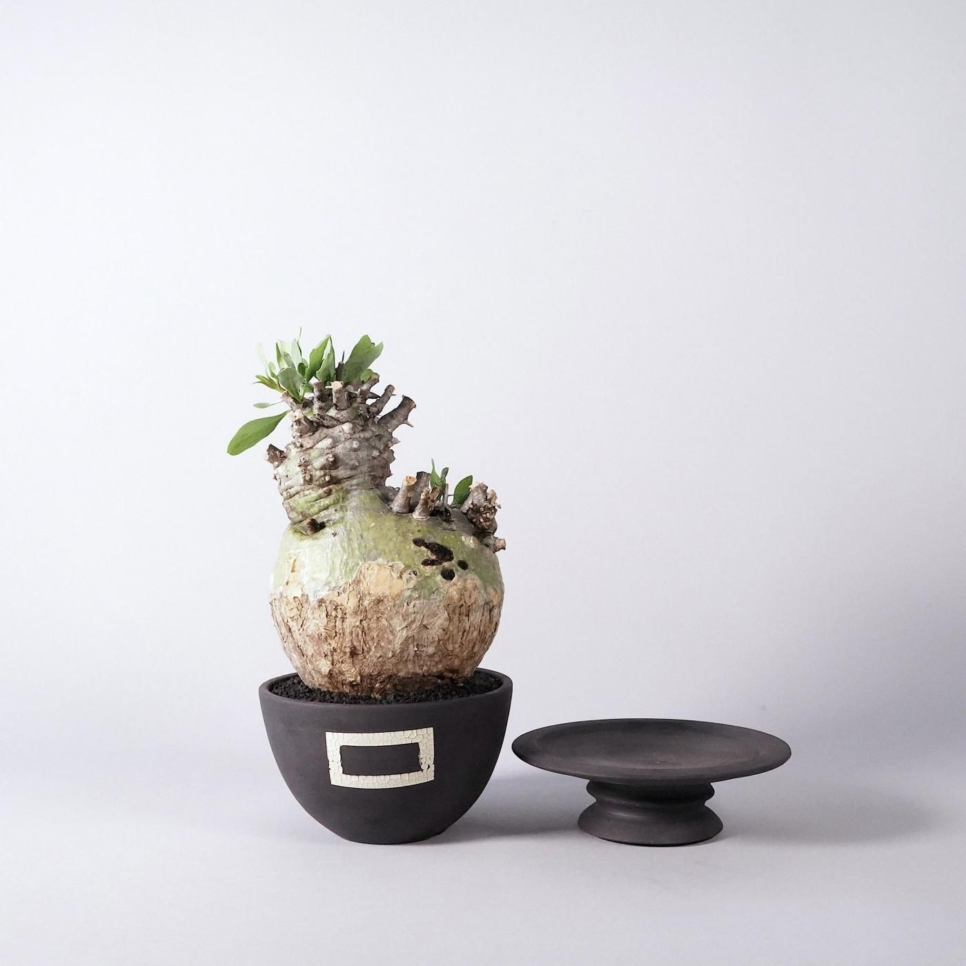 GOUJIN × BOTANIZE (D)