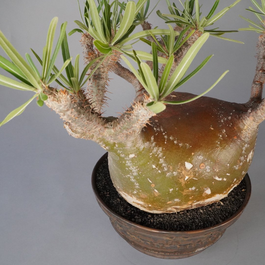 Pachypodium gracilius × “TOUBOU_KIBI”POT - BOTANIZE