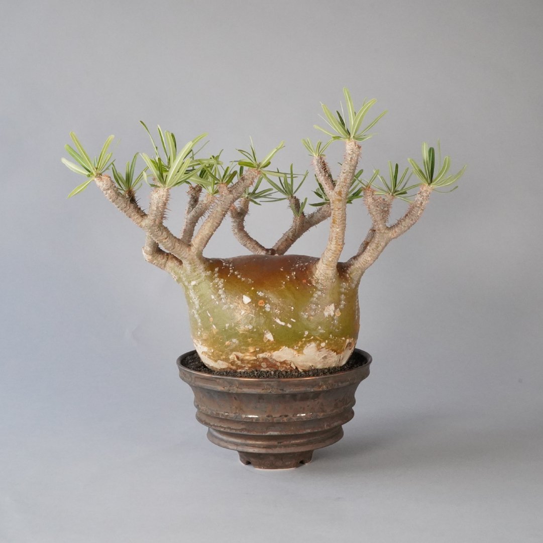 Pachypodium gracilius  TOUBOU_KIBIPOT