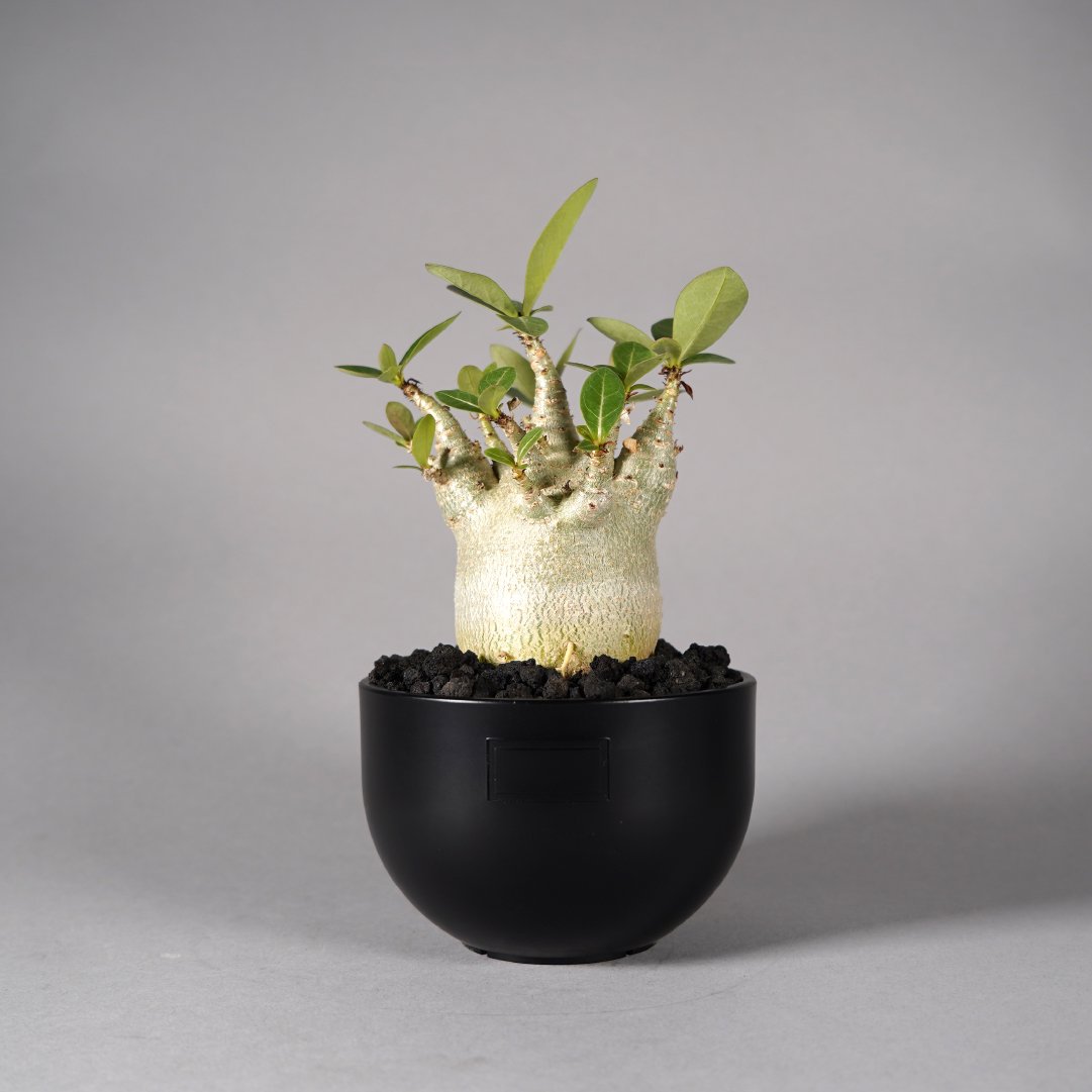 Adenium arabicum  BOTANIZE PLA POT BOWL POT J