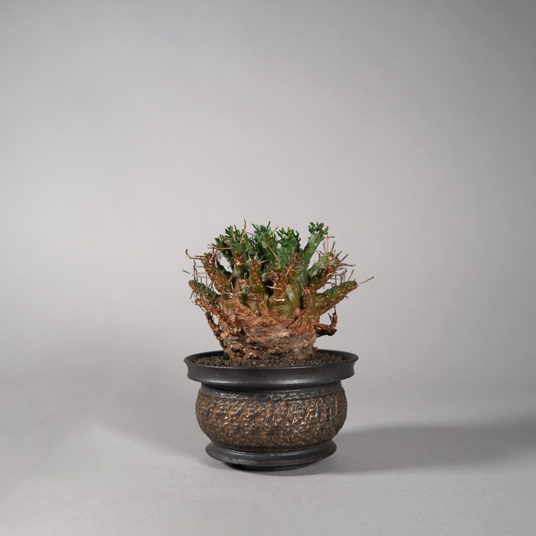 Euphorbia gorgonis  GOUJINPOT P