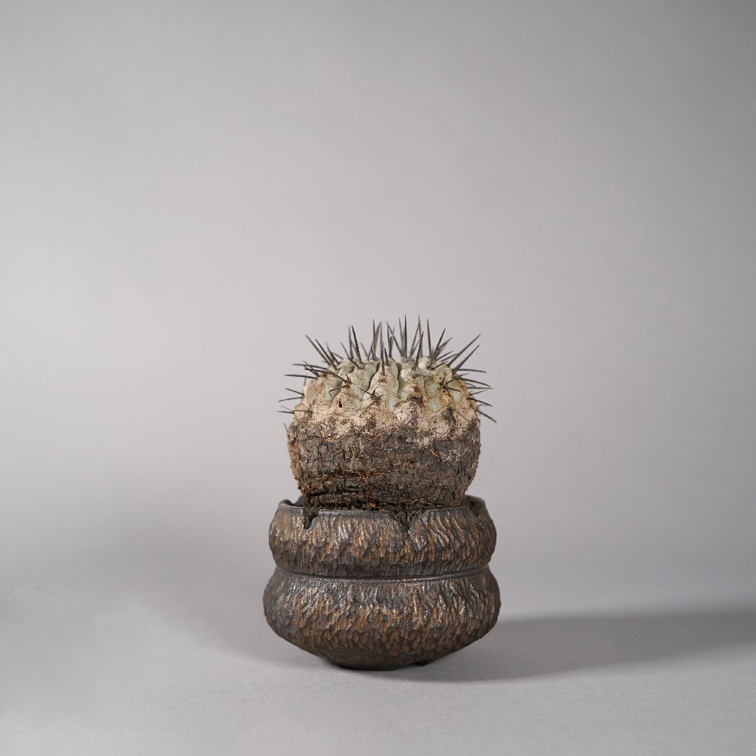 Copiapoa cinerea  GOUJINPOT R