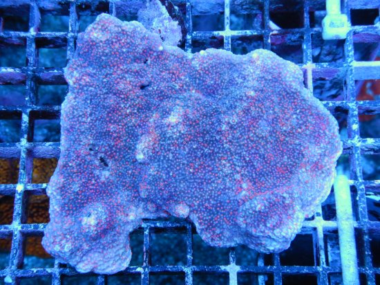 ☆豪州南部珊瑚☆Inter Fish Montipora sp. /コモンサンゴ Ultra （8-1）