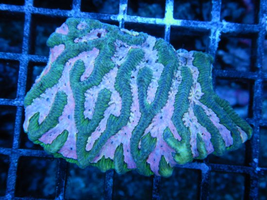 ☆豪州南部珊瑚☆Inter Fish Platygyra sp./ ノウサンゴ （2-1）