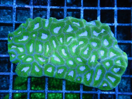 ☆豪州南部珊瑚☆Inter Fish Platygyra sp./ ノウサンゴ （2-3）