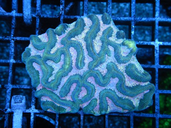 ☆豪州南部珊瑚☆Inter Fish Platygyra sp./ ノウサンゴ （2-4）