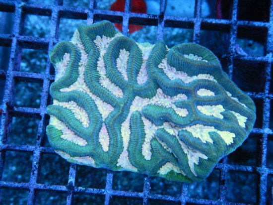 ☆豪州南部珊瑚☆Inter Fish Platygyra sp./ ノウサンゴ （2-5）