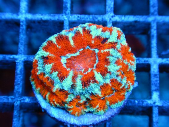 <img class='new_mark_img1' src='https://img.shop-pro.jp/img/new/icons15.gif' style='border:none;display:inline;margin:0px;padding:0px;width:auto;' />Coral Essentials Frag/ CE Aussi Lord Gen2(3-1)