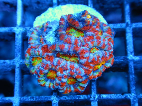 <img class='new_mark_img1' src='https://img.shop-pro.jp/img/new/icons15.gif' style='border:none;display:inline;margin:0px;padding:0px;width:auto;' />Coral Essentials Frag/ CE Aussi Lord Gen2(3-2)