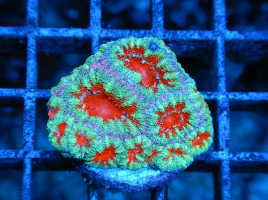 <img class='new_mark_img1' src='https://img.shop-pro.jp/img/new/icons15.gif' style='border:none;display:inline;margin:0px;padding:0px;width:auto;' />Coral Essentials Frag/ CE Aussi Lord Gen2(3-3)