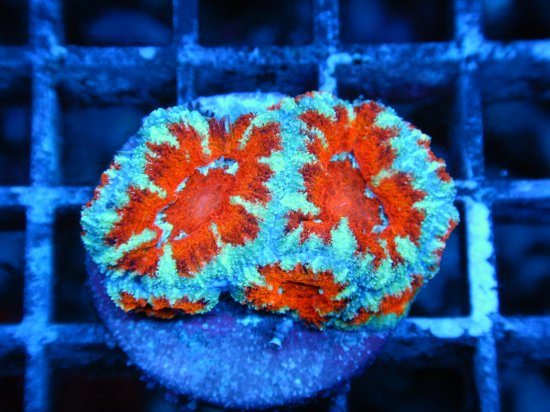 <img class='new_mark_img1' src='https://img.shop-pro.jp/img/new/icons15.gif' style='border:none;display:inline;margin:0px;padding:0px;width:auto;' />Coral Essentials Frag/ CE Aussi Lord Gen2(3-4)