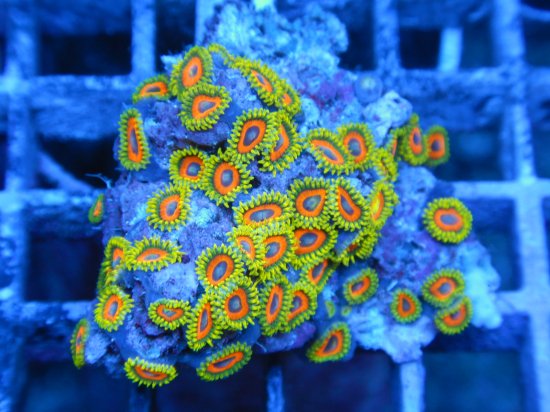 <img class='new_mark_img1' src='https://img.shop-pro.jp/img/new/icons15.gif' style='border:none;display:inline;margin:0px;padding:0px;width:auto;' />뽣Inter Fish Zoanthids/ޥ᥹ʡ7-1