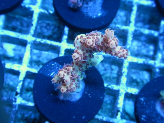 <img class='new_mark_img1' src='https://img.shop-pro.jp/img/new/icons15.gif' style='border:none;display:inline;margin:0px;padding:0px;width:auto;' />뽣Inter Fish Acropora sp. /ߥɥꥤ Frag(7-1)