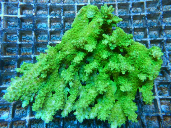 <img class='new_mark_img1' src='https://img.shop-pro.jp/img/new/icons15.gif' style='border:none;display:inline;margin:0px;padding:0px;width:auto;' />뽣Inter Fish Acropora sp. /ߥɥꥤ(7-2)