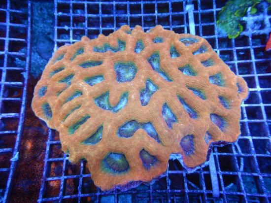 <img class='new_mark_img1' src='https://img.shop-pro.jp/img/new/icons15.gif' style='border:none;display:inline;margin:0px;padding:0px;width:auto;' />Coral Focus CF CUSTOM RARE Grade-Copper Gold BowerBanki10-1