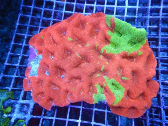 <img class='new_mark_img1' src='https://img.shop-pro.jp/img/new/icons15.gif' style='border:none;display:inline;margin:0px;padding:0px;width:auto;' />Coral Focus BowerBanki/ܥХ Bleeding Apple10-2