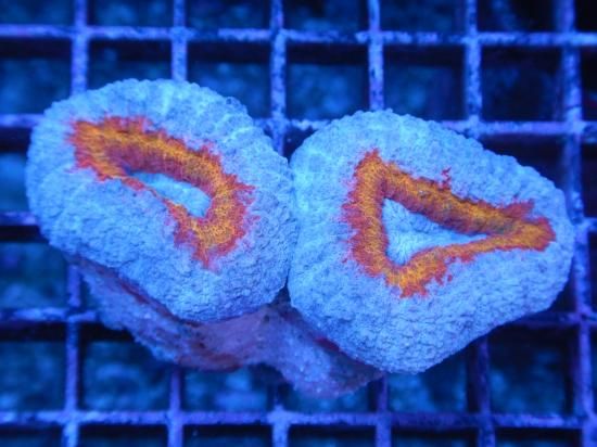 ☆Aussie Mackay☆ Coral Focus便 hemprichii-Ultra Grade /ハナガタの1種 (10-1)